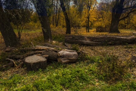 Расчистка леса