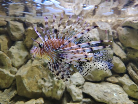 Крылатка-зебра