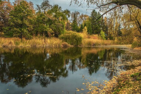 Золотые осенние листья