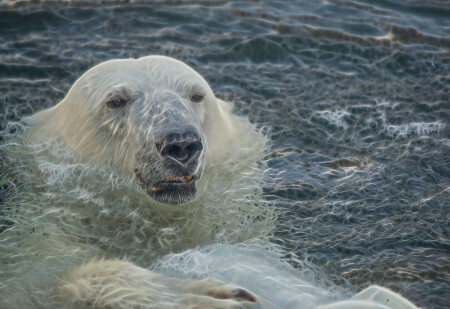 Большая медведица