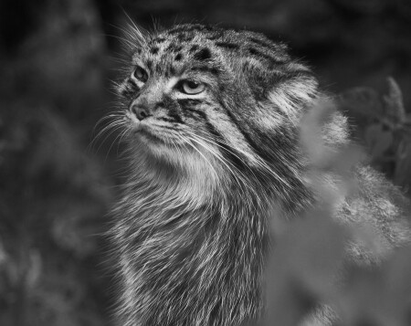 Портрет манула в чб