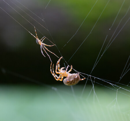 Когда пытаешься отжать чужую паутину
