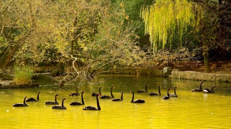 Лебеди на пруду