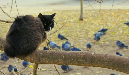 голубиный пастух