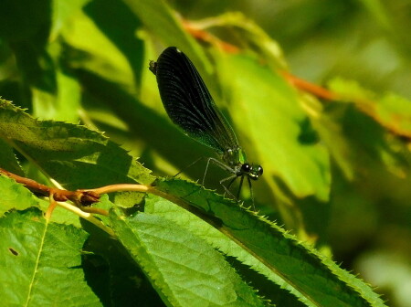 Красотка девушка