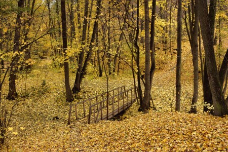 Тропинку завалило кленовыми листьями.