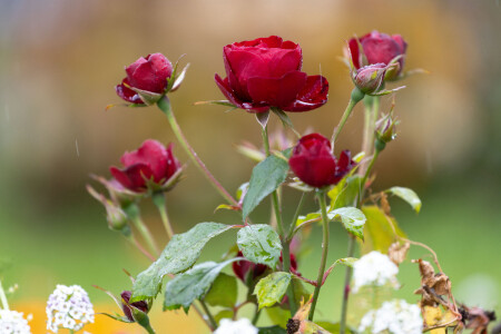 Пожухлые розы под октябрьским дождем