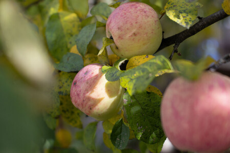 Хочешь сладких мандаринов (зачеркнуто) яблок? 