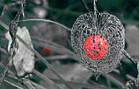 Осенний физалис