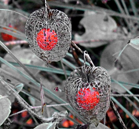 Осенний физалис