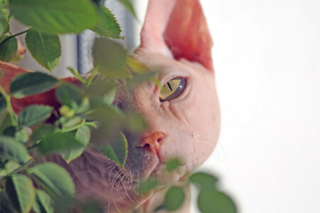 -Ты, моя мышка...