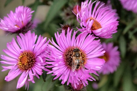 Пчеловидка на сентябринке.