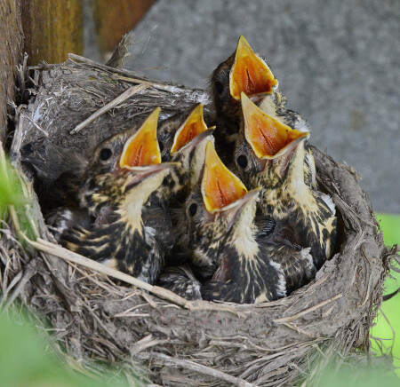 ...и хор подхватил...