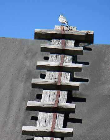 Дачный сюжет.