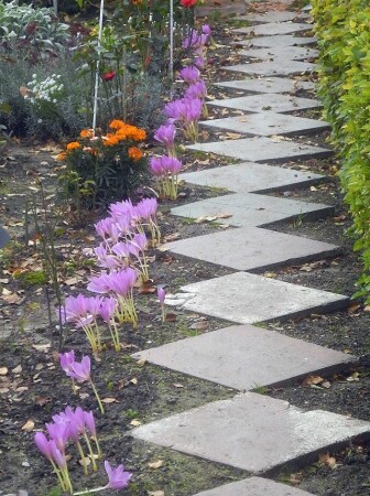 Безвременник.