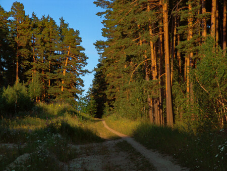 Лесной тропой