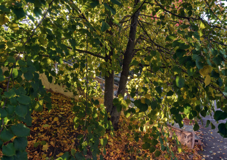 Осенний свет