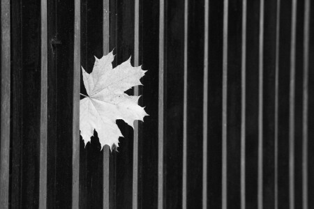 кленовый лист