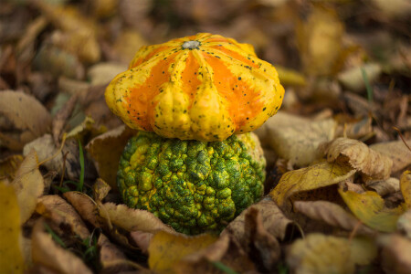 Гриб "Тыквянка" в волшебном лесу:)