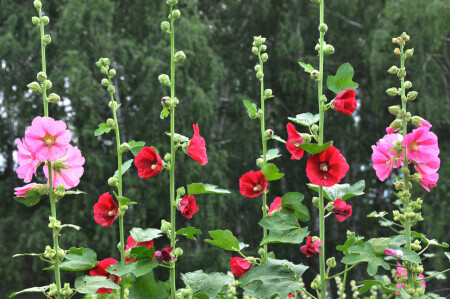 Цветочный забор.