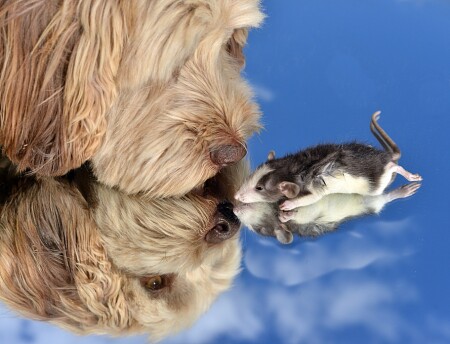 Небесные отношения... ))