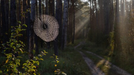 Утро в лесу