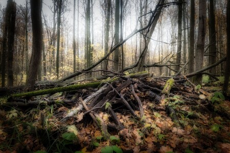 Осенний лес