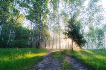 Свет и тень 