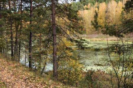 Зеленый пруд в лесу.