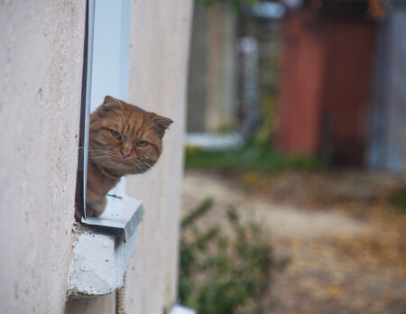 хозяин двора