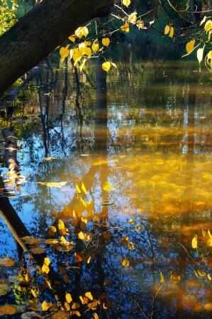 Золотая осень 