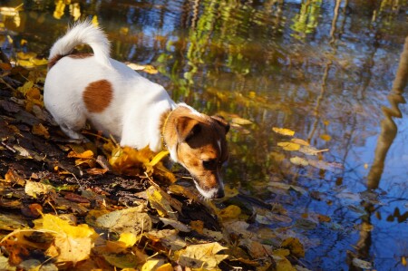 Краски осени