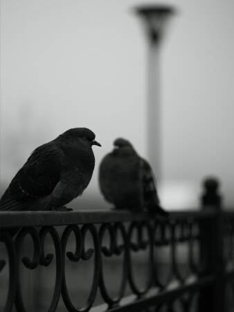 Голуби в тумане