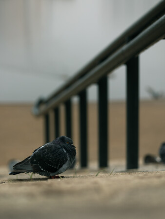 Осень в парке