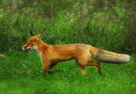 Лиса пробегала