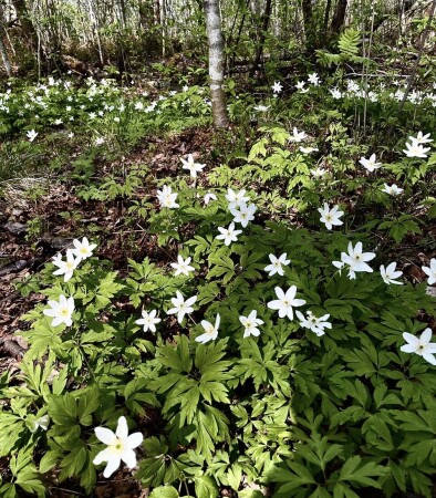 Весенние цветы на болоте