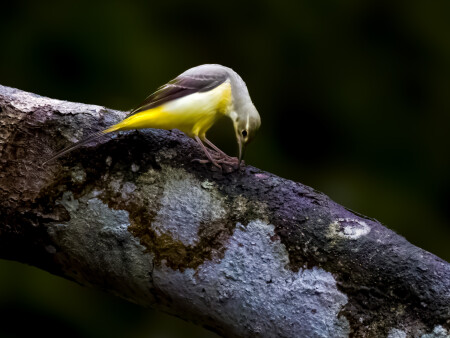 grey wagtail in jungle