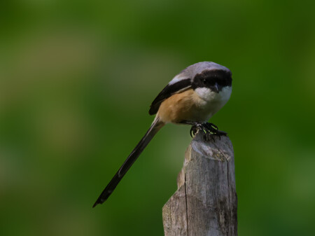 grey wagtail in jungle