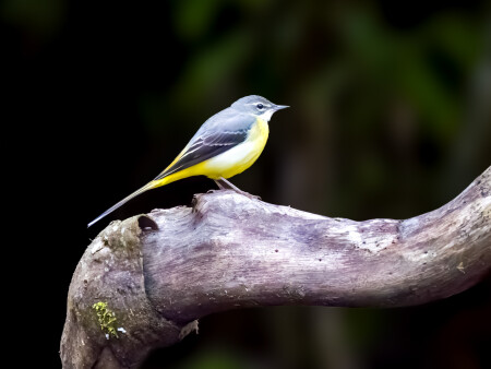 grey wagtail in jungle