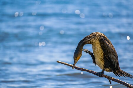 Циркач, однако!