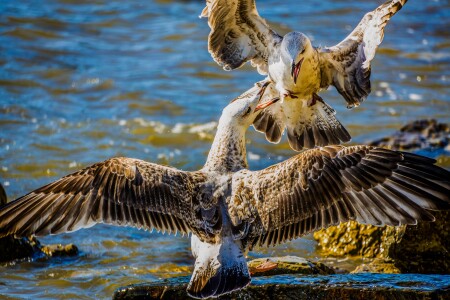 Стычка у берега