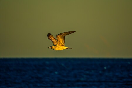 В вечернем свете 