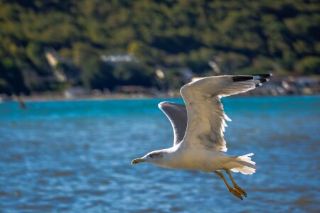 Утром на побережье