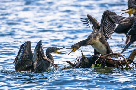 Свои разборки(с другим разрешением)