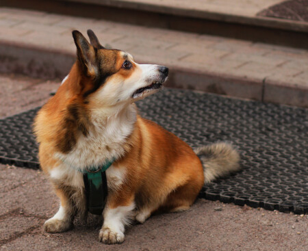 Потерявшись в мире людей