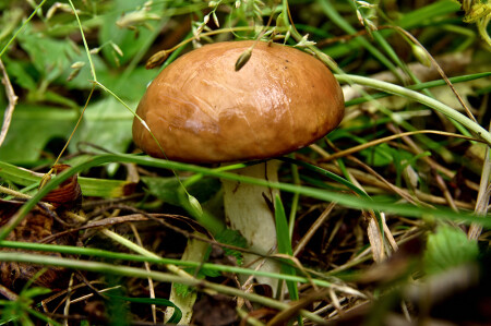 Грибная охота.