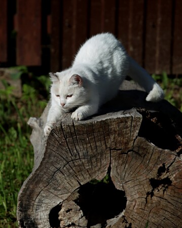 надо когти поточить