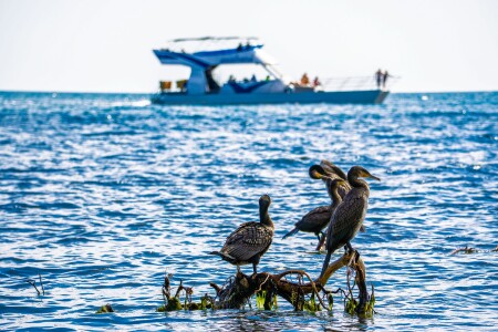 &quot;Глянь ка- бакланы !&quot;