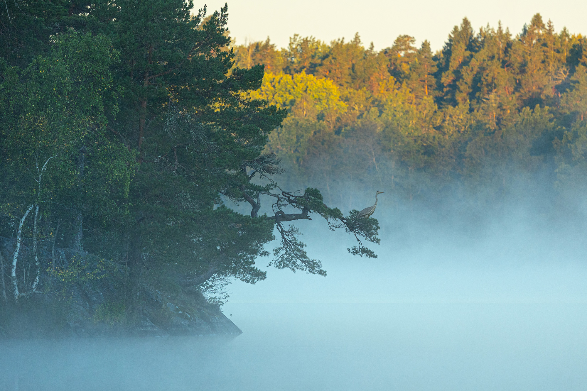 Утренний дозор