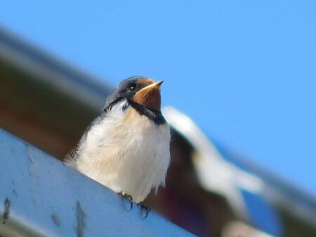 Деловая ласточка